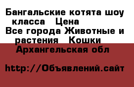 Бангальские котята шоу класса › Цена ­ 25 000 - Все города Животные и растения » Кошки   . Архангельская обл.